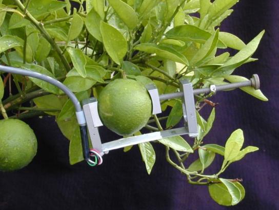 DEX��ʵ��ľ����������