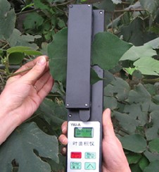 ɨ��ʽ����Ҷ���������