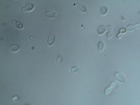 ��ŧ�����