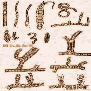 ţ������