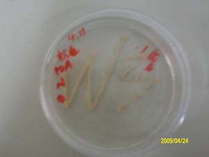 ������Ѫ�˾�