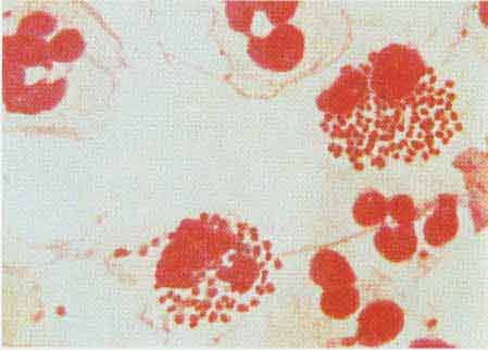 �����������������ͣ�