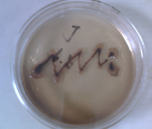 ���ϰͱ�˹�棨�Ͼ��꣩