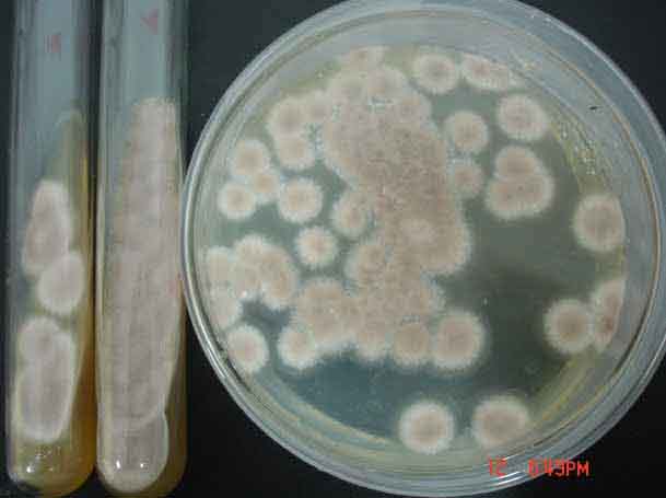 ���ΰ��������