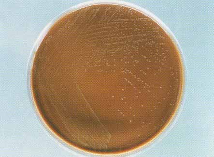 ���ذ��������