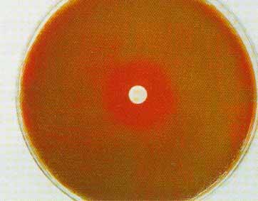 ������Ѫ�˾�