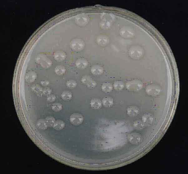 �޺���˹�ؾ�