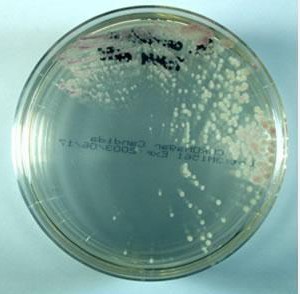 ��ͪ�������