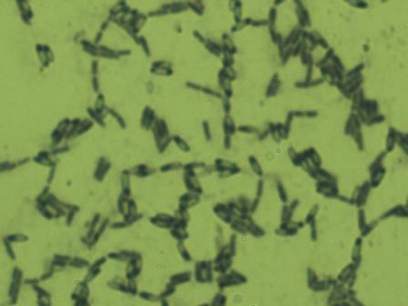 ���ΰͱ�˹��