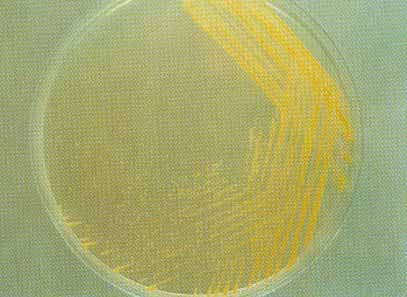 �׻��׸˾���������