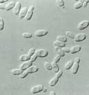 ����������˾�