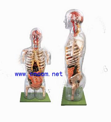 ����ģ��-͸���������ɸ�����ģ��