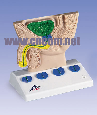 �¹�3B�������ģ��-ǰ����ģ�ͣ�ͼ��ʽ) �ͺ�:M323811