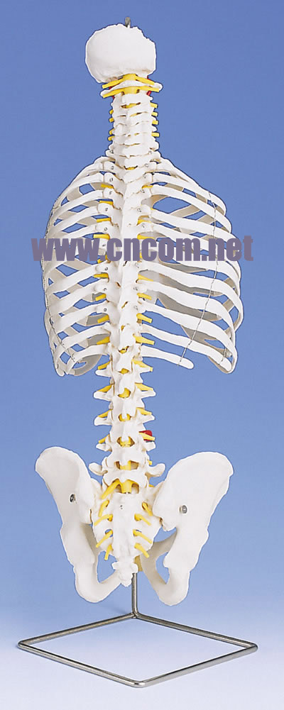 �¹�3B�������ģ��-���߹Ǿ�������ģ�� �ͺ�:M323934