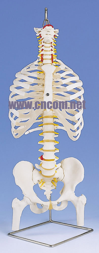 �¹�3B�������ģ��-���߹Ǻ͹ɹ�ͷ�ľ�������ģ�� �ͺ�:M323935