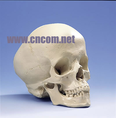 �¹�3B�������ģ��-�Ի�ˮͷ­ģ�� �ͺ�:M323937