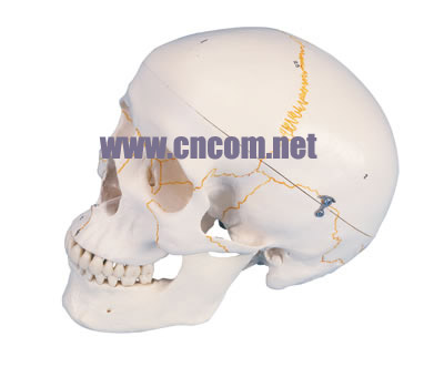 �¹�3B�������ģ��-��ž���ͷ­ģ�� �ͺ�:M323943