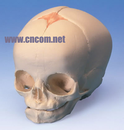 �¹�3B�������ģ��-̥��­ģ�� �ͺ�:M323940