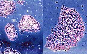 PT-67����תȾС��ϸ��