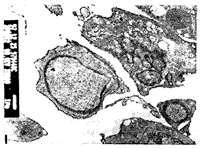 PC-12�ֻ������������ȸ�ϸ����