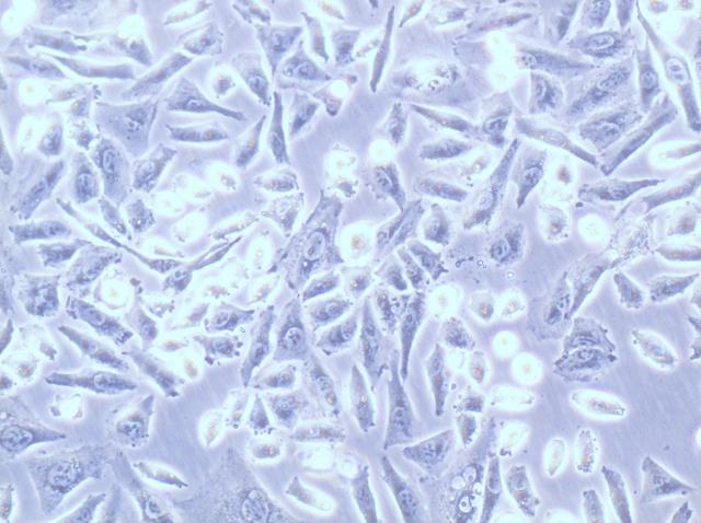 SAC-IIB2��ˮ��ϸ��