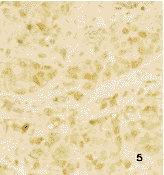 NCYC 234 [IPAZSC 148]