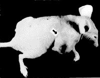 PT67С����ת¼������װϸ��