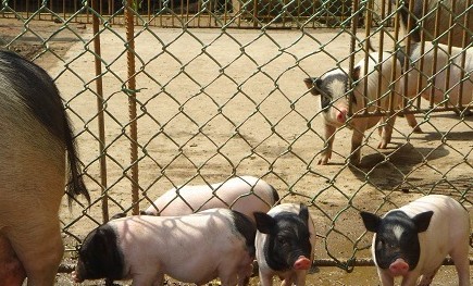 ��������С����