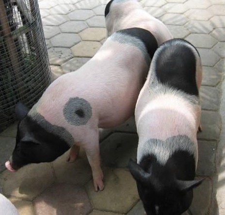 ��ָɽС����