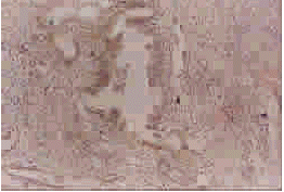 NG108-15С����ϸ���������񾭽���ϸ�����ӽ���ϸ��