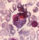 ���Լ�״�ٰ�TT