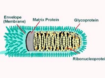 ��Ȯ���������Լ��� 96T