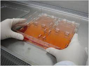 Nunc����149001Ƥ����ֲ������ �²�Ʒ