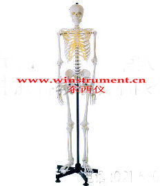 ȫ������ģ�ͣ��޶�PVC��