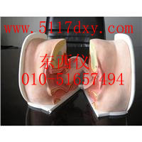 �߼�Ů�Ա�����ָ��ģ��