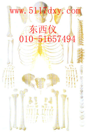 �������ɢ��ģ�ͣ�����ǣ�