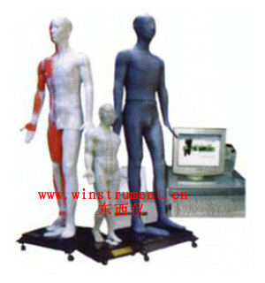 ��ý���������Ѩλ����ģ��