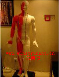 �������Ѩλ����ģ��